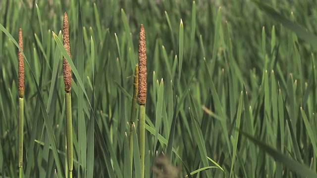 Great Reedmace or Bulrush, typha latifolia, Plants in the Wind, Pond in Normandy, Slow Motion
