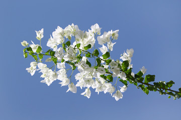 White blooming bougainvilleas against the blue sky