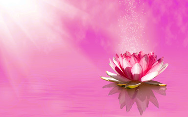 image of lotus flower on the water