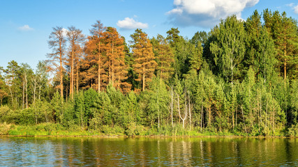 летний пейзаж на сосновом берегу реки на закате дня,...