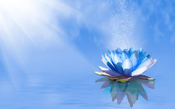 Fototapeta image of lotus flower on the water