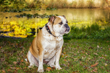 Old English bulldog