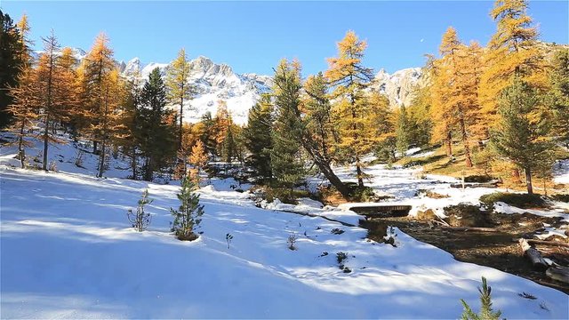 For&ecirc;t de m&eacute;l&egrave;zes dans le Queyras en France