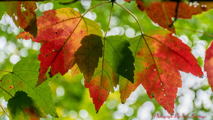 Colorful Fall Leaves