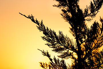 tree branch at sunset