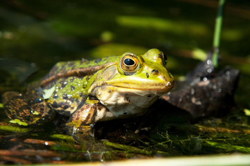 zielona żaba jeziorkowa 1