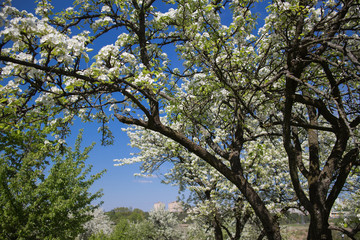 spring park