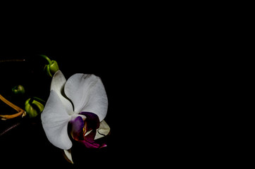 Orchidee vor schwarzem Hintergrund (Kontrast) 