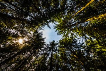 Ein Lichtblick im Wald