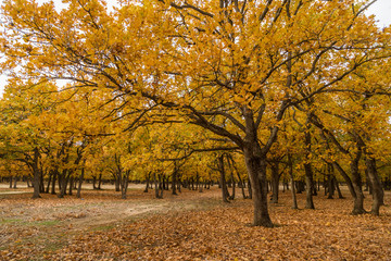 Fototapeta premium Colorful autumn trees in the forest