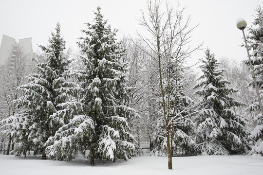 winter