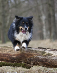 outdoor australian shepherd portrait