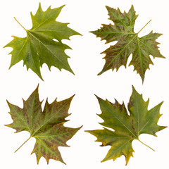 Ahornblätter auf weissem Hintergrund