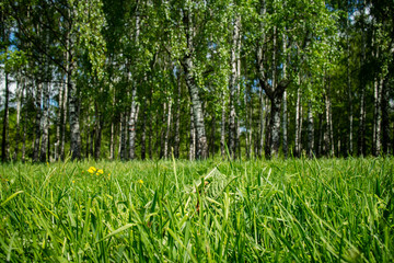 birch forest