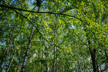 birch forest