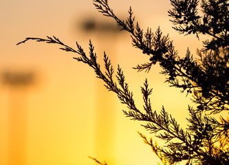 tree branch at sunset