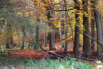 Fototapeta na wymiar Colorful November forest in its beauty