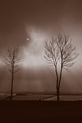 dwa samotne drzewa na tle nieba 2