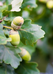 Oak branch with green acorns/tits on a sunny day. Green trees background. Sun is shining. Very closeup. Place for text. Copy space.