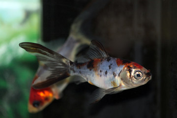 A goldfish swimming around in an aquarium