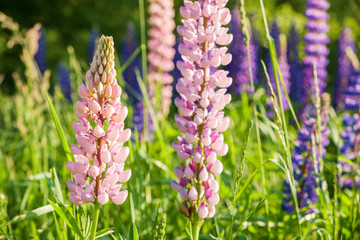 Lupine blooming meadow