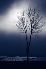 Samotne drzewo na tle nieba 3