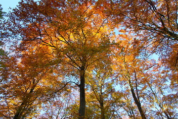 Obraz premium Colorful tree crowns in November