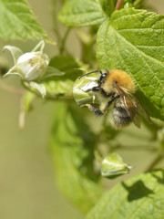 Bumblebee