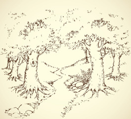 Path among oak groves. Vector drawing