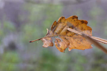 The last refuge of an oak leaf...