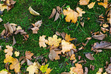 Fallen yellow leaves on green moss, autumn background.