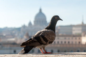 A dove with St Peter's Basilica defocused on the background