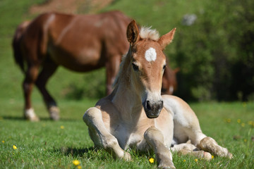 Little foal sitting on green grass field with flowers near adult brown horse