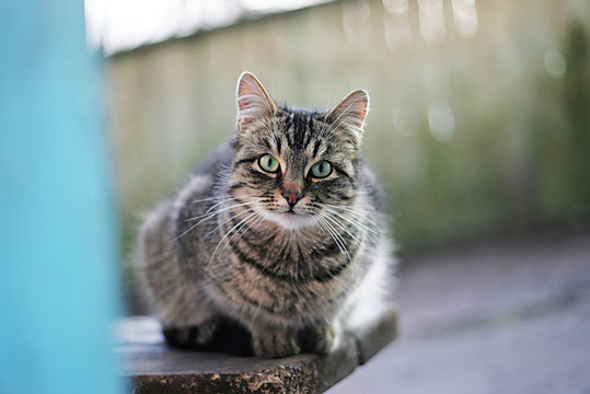 Striped cat sitting on a bench and looks in camera