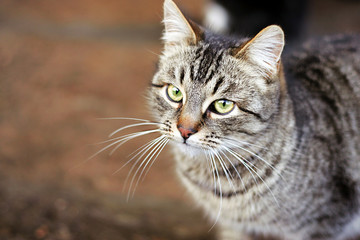 Nice striped cat looks aside