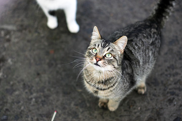Striped cat with green eyes looking up