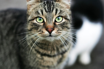 Striped cat looks with green eyes looking into the camera