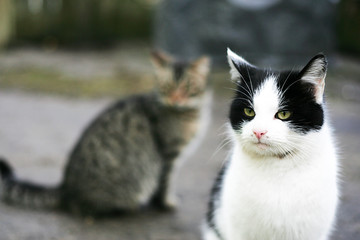 Black and white cat looks aside