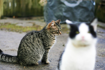 Cute striped cat looks aside