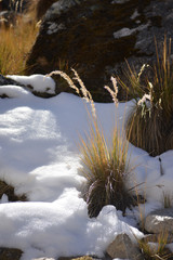 Planta na neve