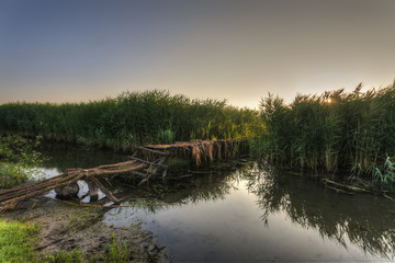 Obraz premium thicket