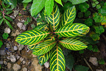 backyard plant