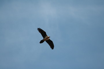 Gypaète barbu (gypaetus barbatus)