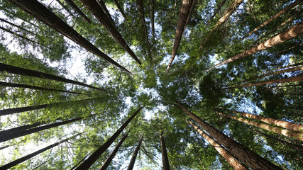 Secuoia forest © IVÁN VIEITO GARCÍA
