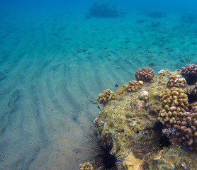 Underwater landscape with seabottom and coral reef. Sea sand at the bottom.