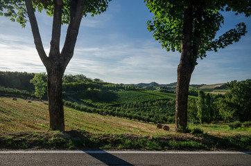 Vineyards of Alba, Langhe and Roero with trees and road