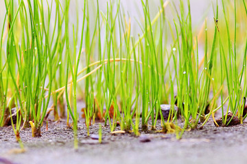 Obraz premium Spring grass blurred background bokeh