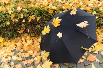 Blätter  vom Wind auf Regenschirm geweht, im Herbst