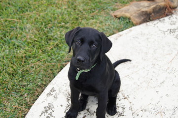 Black labrador puppy sitting still