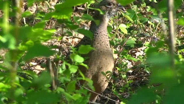 Eine Fasanhenne streicht durch das Dickicht im Wald